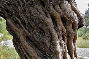 Old Olive Tree Prints: Tree trunk of an old olive tree