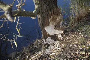 Tree Trunk Damage Prints: A tree trunk shows the marks of a beaver's teeth