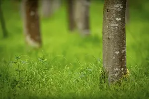 Beech Forest Prints: Tree trunks, beech forest (Fagus) in spring