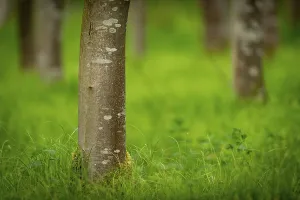 Central Europe Deciduous Trees Prints: Tree trunks, beech forest (Fagus) in spring