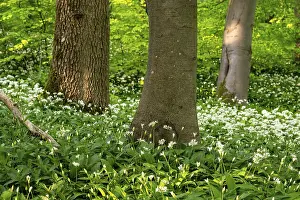 Northern German Nature Prints: Tree trunks in an idyllic deciduous forest in spring