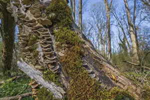 Moss Covered Tree Trunks Prints: Tree trunks lie on the ground in the forest