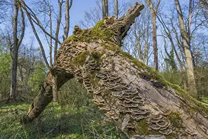 Moss Covered Tree Trunks Prints: Tree trunks lie on the ground in the forest