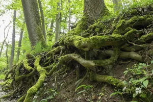 Moss Covered Tree Trunks Prints: Tree trunks, moss-covered roots
