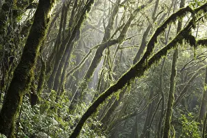 Moss Covered Tree Trunks Prints: Tree trunks overgrown with moss in the cloud forest