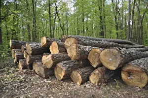 Forest Management Prints: Tree trunks, tree trunk, logs, forest