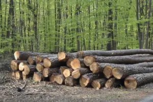 Forest Scenery Prints: Tree trunks, tree trunk, logs, forest