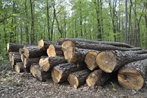 Countryside Landscapes Prints: Tree trunks, tree trunk, logs, forest