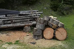 Forest Management Practices Prints: Tree trunks, tree trunk, trunks