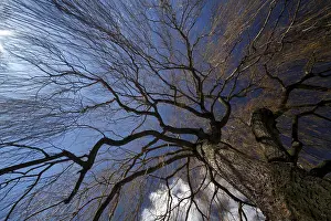 Nature Photography Details Prints: Tree, weeping willow in the wind