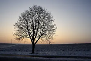Winter Tree Landscape Prints: Tree in winter at dusk
