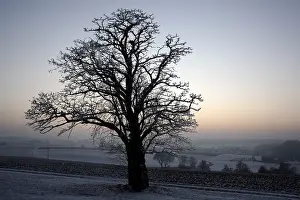 Winter Evening Atmosphere Prints: Tree in winter at sunset