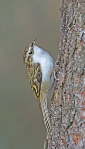 Wildlife Passerine Birds Prints: Treecreeper