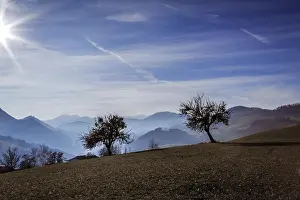 No People In Austria Prints: Two trees