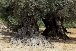 Southeast Europe Landscapes Prints: Trees of the ancient olive trees