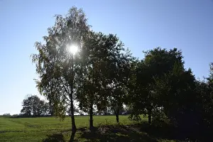 Tree Silhouette Photography Prints: Trees, backlight, tree, meadow