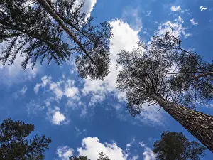 Deserted Forest Europe Prints: Trees with a cloudy sky