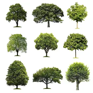 Copy Space Nature Prints: Trees Collection