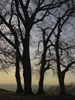 Framed Print : Evening Backlit Trees Print Framed Print : Evening Backlit Trees Print