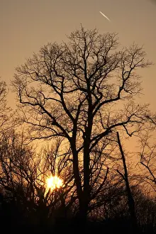 Evening Light In Europe Prints: Trees in evening light at setting sun