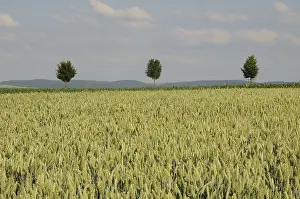 Uninhabited Countryside Landscapes Prints: Trees in a field
