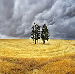 Farmland Landscape Prints: Some trees in fields after a harvest