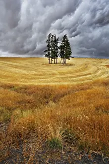 Farmland Landscape Prints: Some trees in fields after a harvest