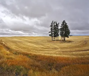Rural Countryside Scenes Prints: Some trees in fields after a harvest