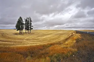 Countryside Photography Prints: Some trees in fields after a harvest