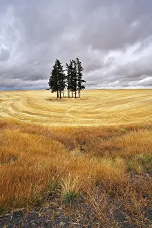 Harvest Season Images Prints: Some trees in fields after a harvest