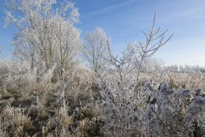 Hoarfrost Germany Prints: Trees and grass with hoarfrost