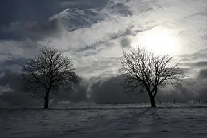 Deciduous Tree Silhouette Prints: Trees in a pasture against the light