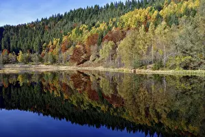 Black Forest Reflections Prints: Trees reflected in the Sankenbachsee