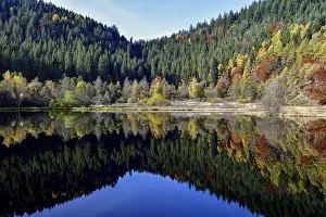 Black Forest Reflections Prints: Trees reflected in the Sankenbachsee