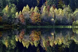 Black Forest Reflections Prints: Trees reflected in the Sankenbachsee