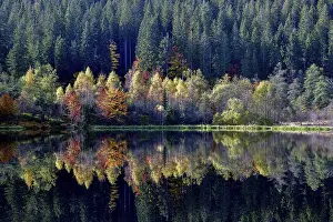 Black Forest Reflections Prints: Trees reflected in the Sankenbachsee