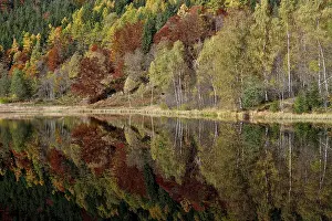 Southern Germany Trees Reflected Prints: Trees reflected in the Sankenbachsee