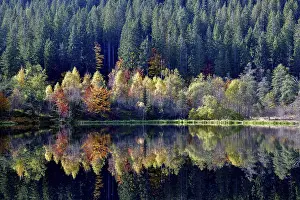 Black Forest Reflections Prints: Trees reflected in the Sankenbachsee