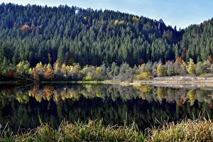 Black Forest Reflections Prints: Trees reflected in the Sankenbachsee