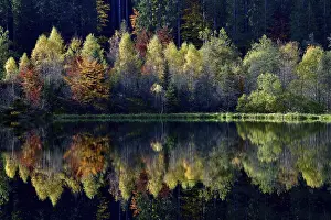 Schwarzwald Deserted Landscape Prints: Trees reflected in the Sankenbachsee