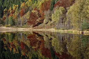 Southern Germany Trees Reflected Prints: Trees reflected in the Sankenbachsee