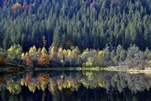 Southern Germany Trees Reflected Prints: Trees reflected in the Sankenbachsee
