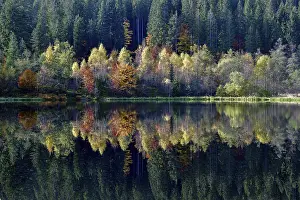 Black Forest Reflections Prints: Trees reflected in the Sankenbachsee