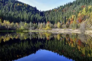 Black Forest Reflections Prints: Trees reflected in the Sankenbachsee