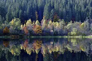 Black Forest Reflections Prints: Trees reflected in the Sankenbachsee