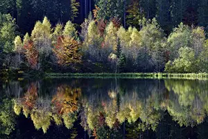 Black Forest Reflections Prints: Trees reflected in the Sankenbachsee