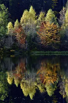 Baden Wurttemberg Fall Season Prints: Trees reflected in the Sankenbachsee