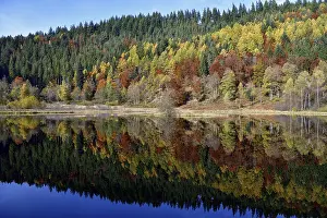 Black Forest Reflections Prints: Trees reflected in the Sankenbachsee