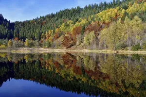 Baiersbronn Autumn Landscape Prints: Trees reflected in the Sankenbachsee