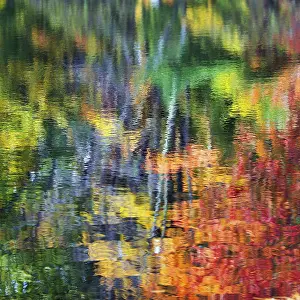 Tree Reflections In Water Prints: Trees reflected in water surface